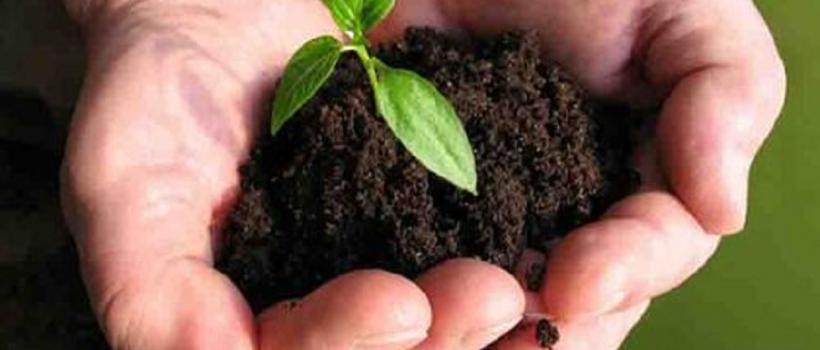 Bio-fertilizers 