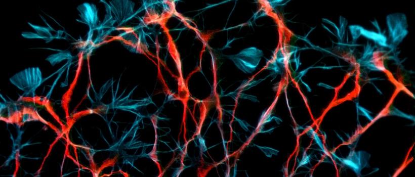 Bio-imaging, Bio-imaging Market, Bio-imaging Market Growth