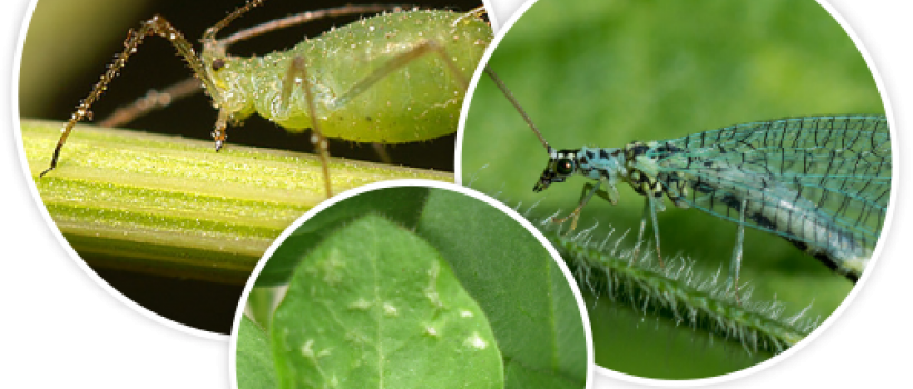 BioControl Agents Sales 
