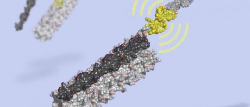 bioactive peptide market