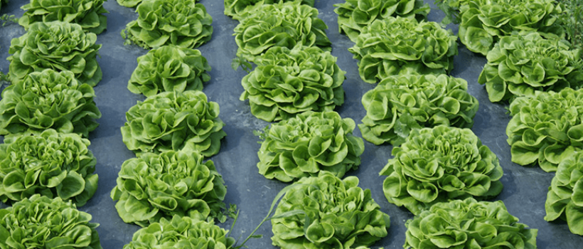 Biodegradable Agricultural Film 