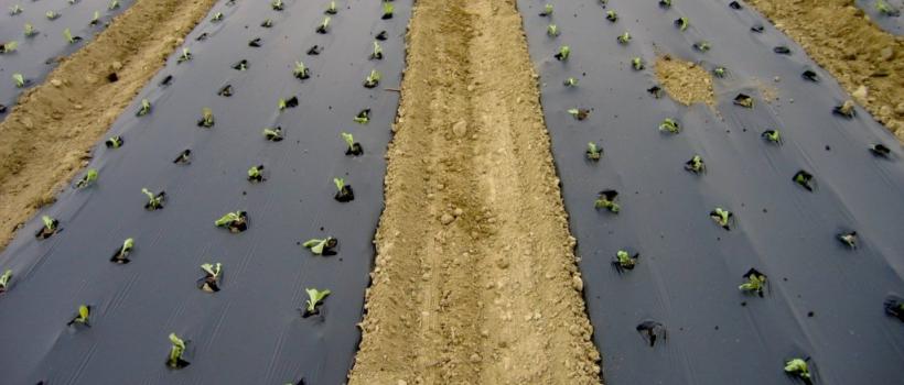 Biodegradable Mulch Film 