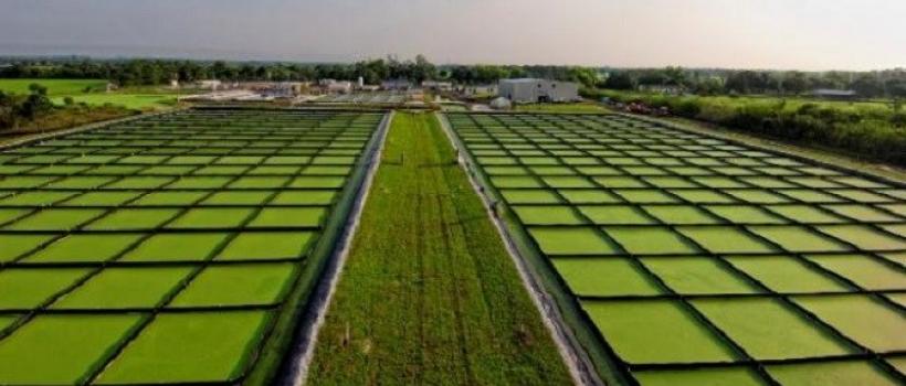 Biofuel Demand 