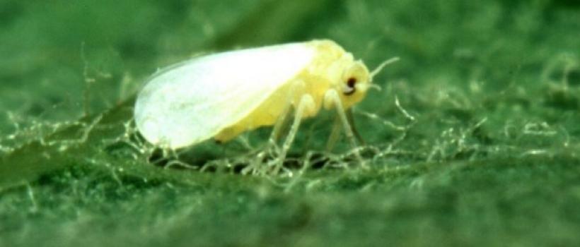 Bioinsecticides Market