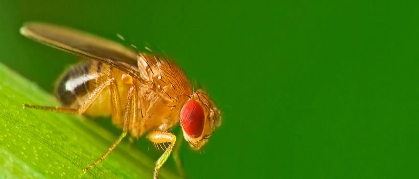 Biorational Insecticides 