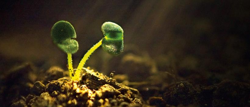 Biostimulants Market