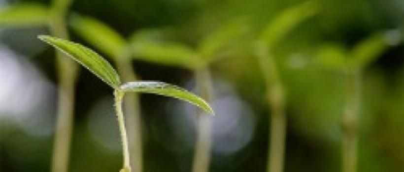 Biostimulants Market