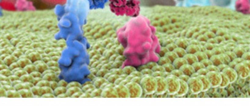 Bispecific Antibody Market