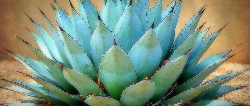 Blue Agave