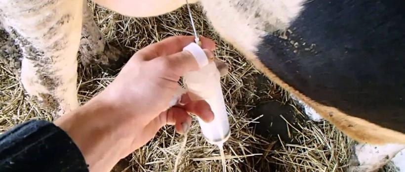 Bovine Mastitis Market