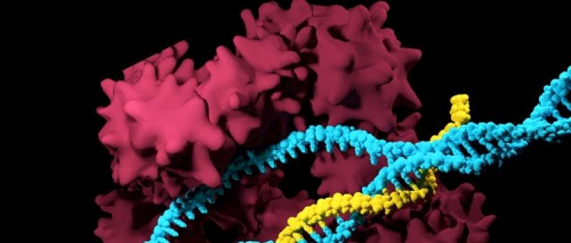 CRISPR Cas9 Market