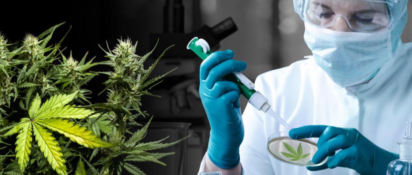 Cannabis Testing Services Market