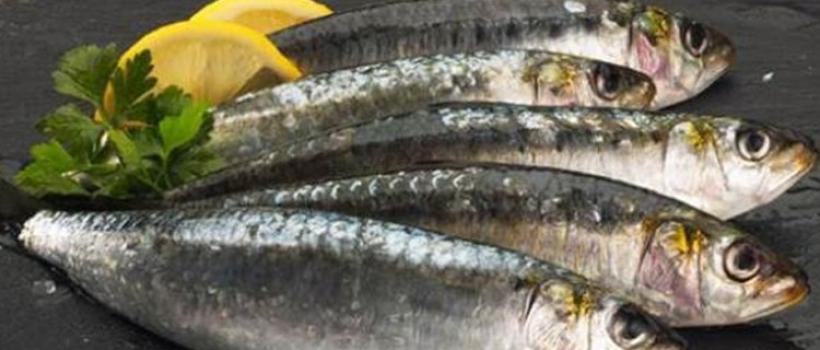 Canned Fish