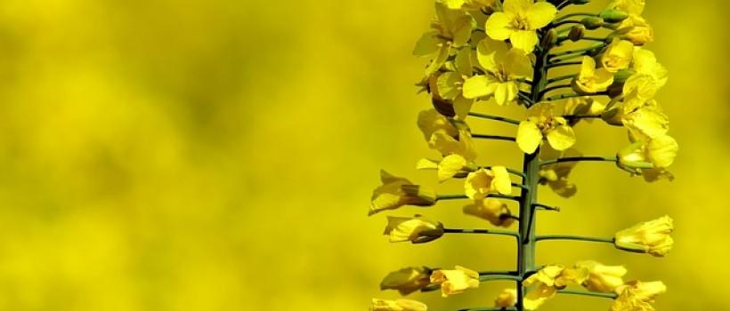 Canola Oil Market - Fact.MR