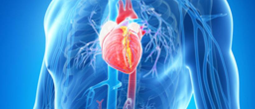 Cardiac Autonomic Control