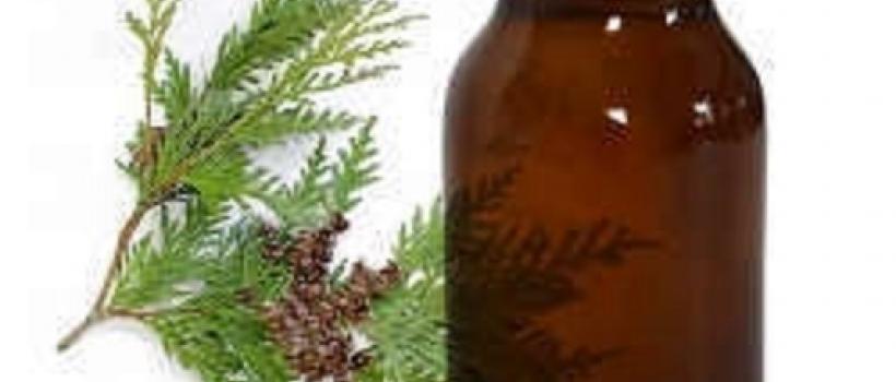 Cedar leaf oil 