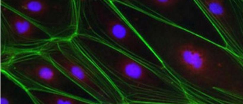 Cell Structure Probes