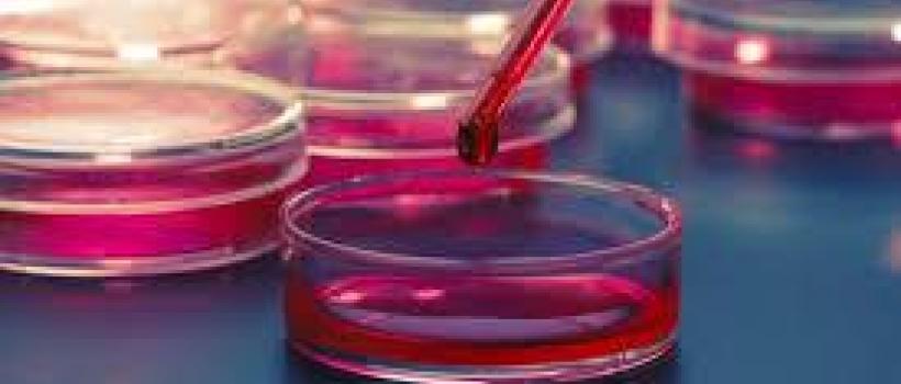 Cell and Tissue Culture Supplies Market