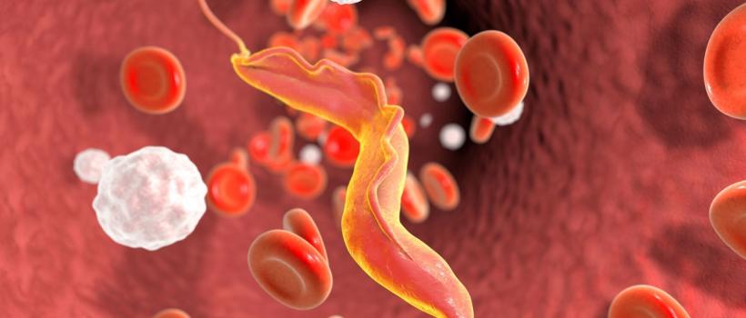  Chagas Disease Treatment 