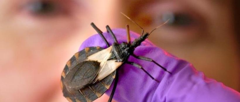 Chagas Disease Treatment Market