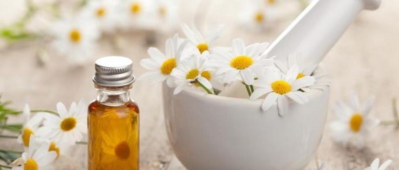 Chamomile Oil 