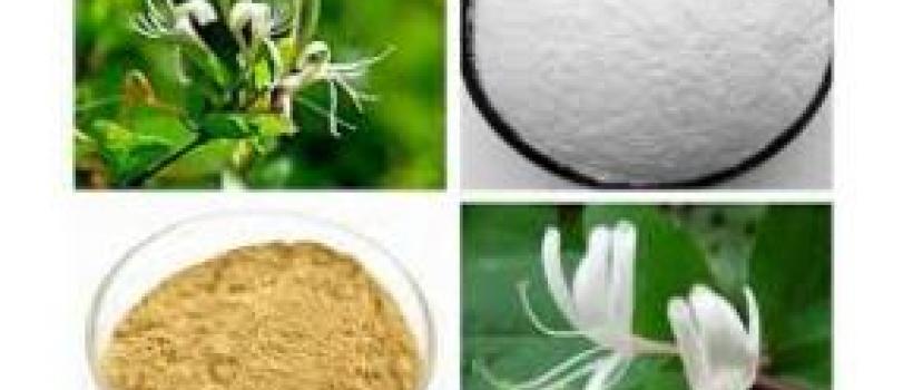 Chlorogenic Acid