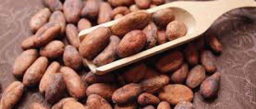 Cocoa Beans Market