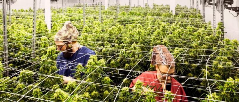 Commercial Cannabis Dehumidifiers, Commercial Cannabis Dehumidifiers Market, Commercial Cannabis Dehumidifiers Market Growth