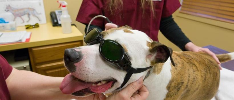 Companion Animal Arthritis