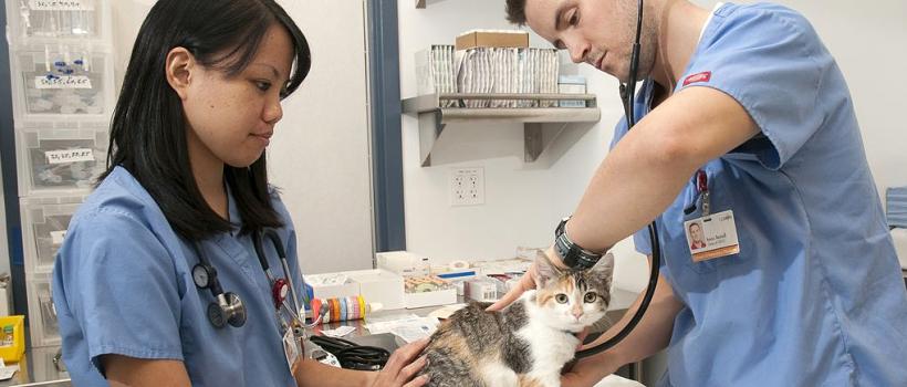 Asia Pacific Companion Animal Health Care Market