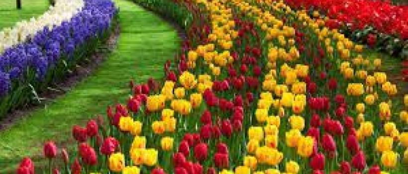 Consumer Floriculture