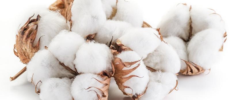 Cotton (Linter) Pulp Market