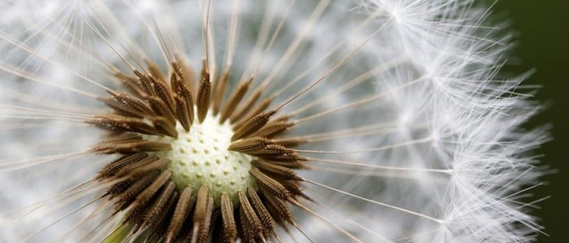 Cotton Seed Oil Market- Fact.MR