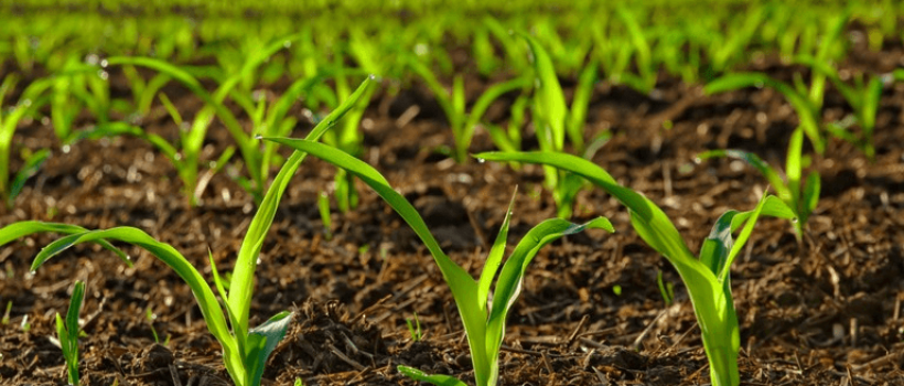 Crop Production