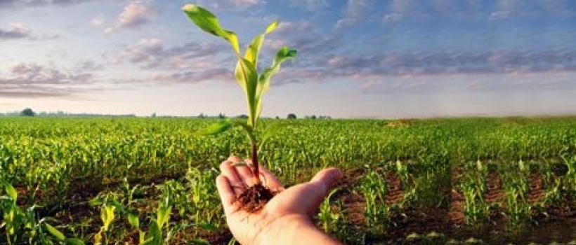 Crop Protection