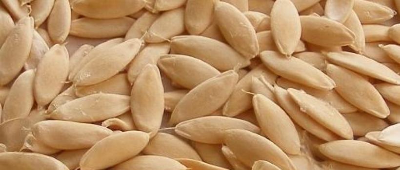Cucumber Seed Market