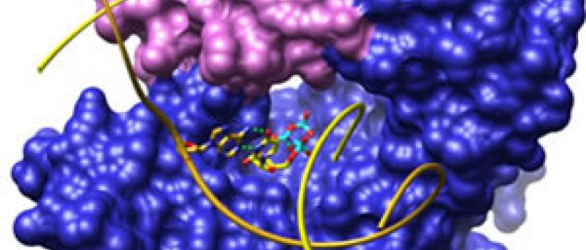 DNA Polymerase Market