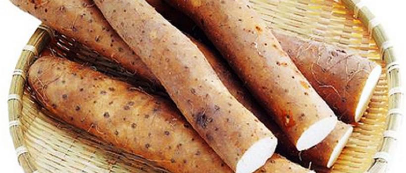 Dioscorea Opposide Market