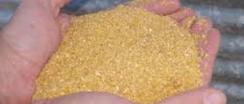 Distillers Grains 