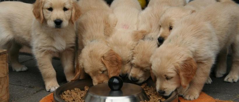 Animal And Pet Food Market 