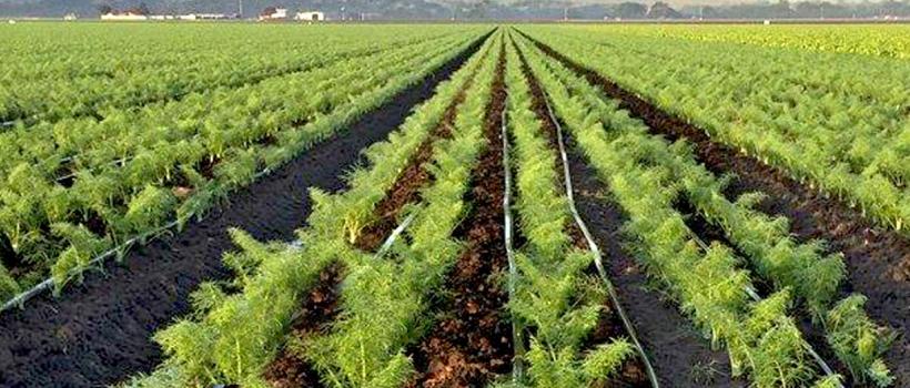 Drip Irrigation Systems