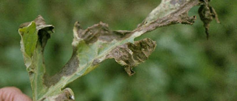 EBDCs Fungicide
