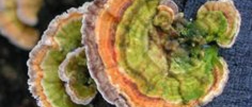 EMEA Chaga Mushroom Market