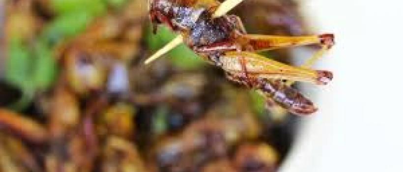 Edible Insects Market 