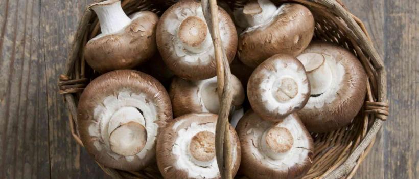 Edible Mushroom,   Edible Mushroom Market,   Edible Mushroom Market Growth,  Edible Mushroom Market Share,  Edible Mushroom Market Size