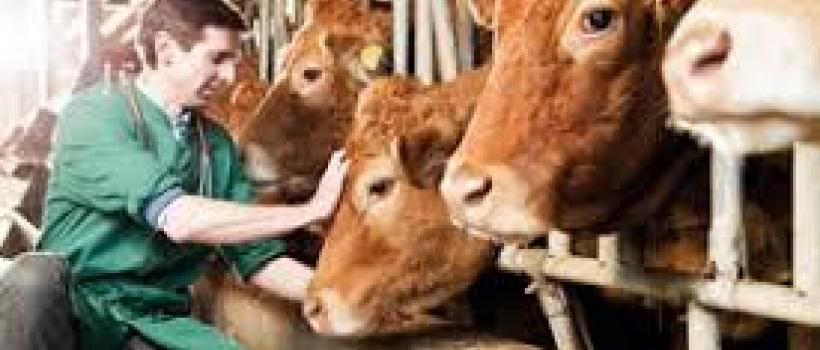 Farm Animal Healthcare