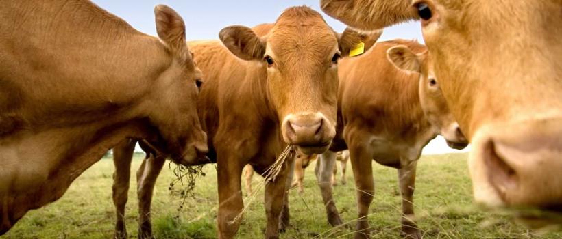 Farm Animal Insurance