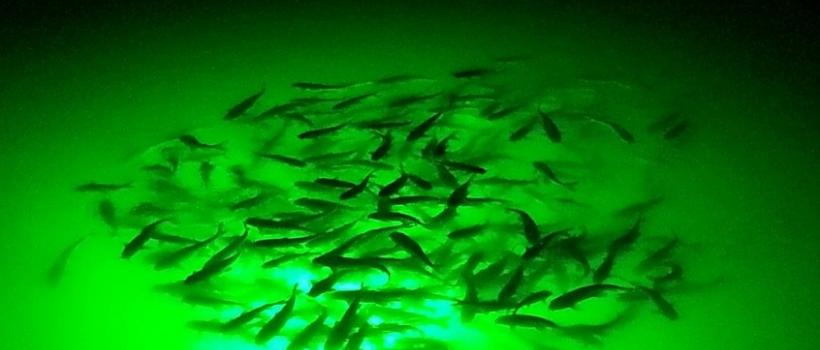 Fishing Lights