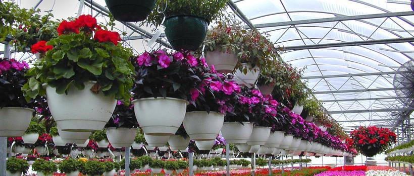 Floriculture Market
