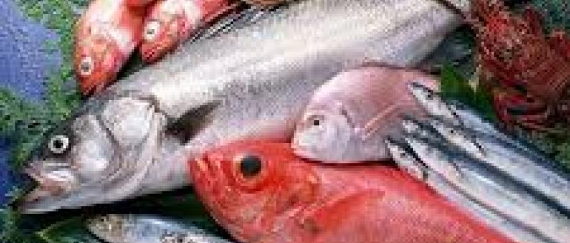 Fresh Fish and Seafood